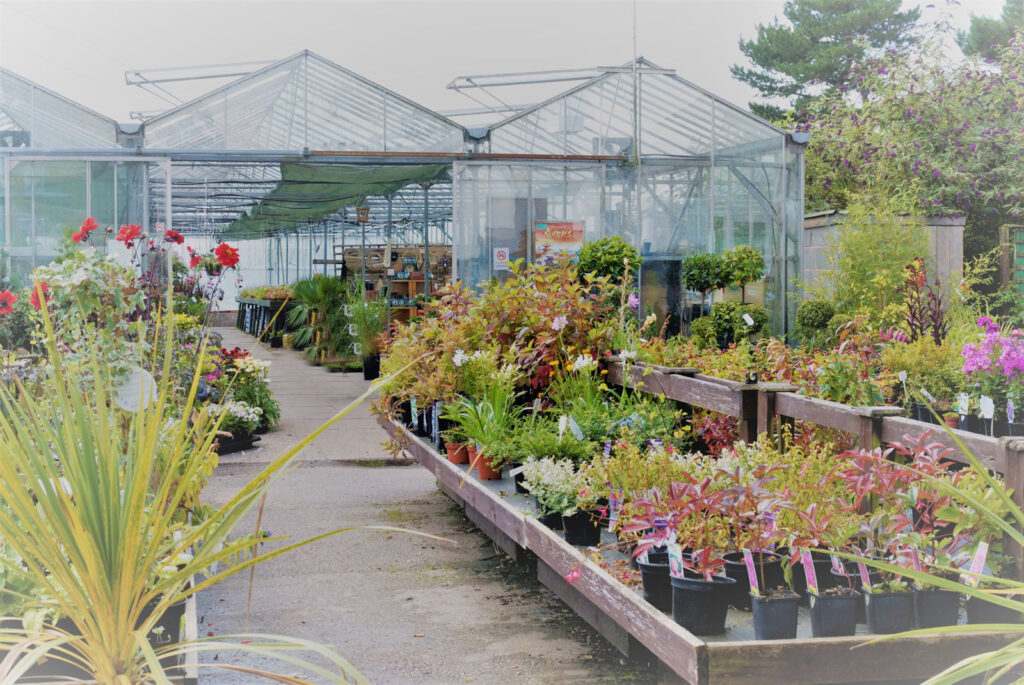 An image of the plants on display at Heath House Garden Centre