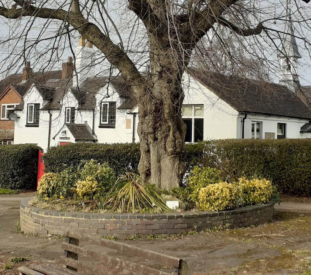 A tree sits in a small walled garden in front of white cottages at downs banks.