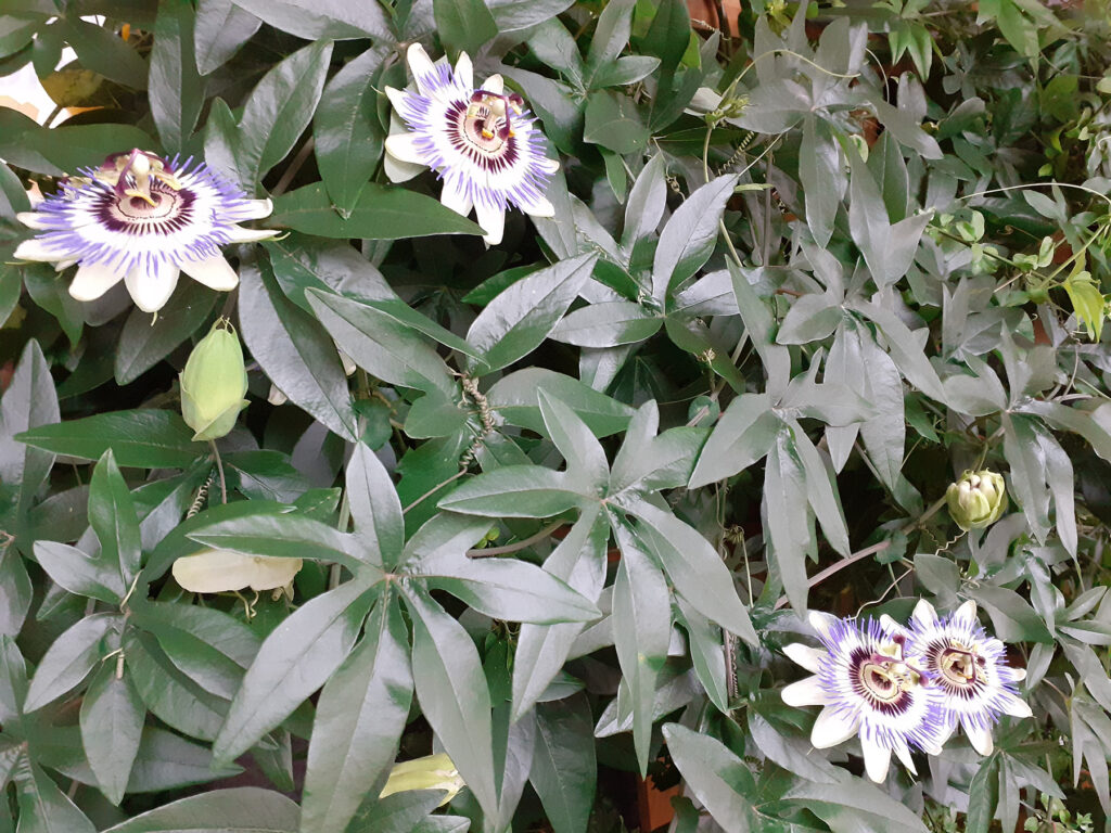 Flowers on display at Crewe Station